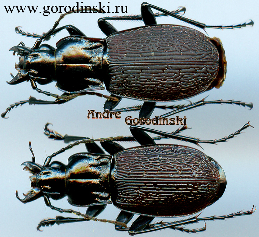 http://www.gorodinski.ru/carabidae/Metallophilus interruptus.jpg